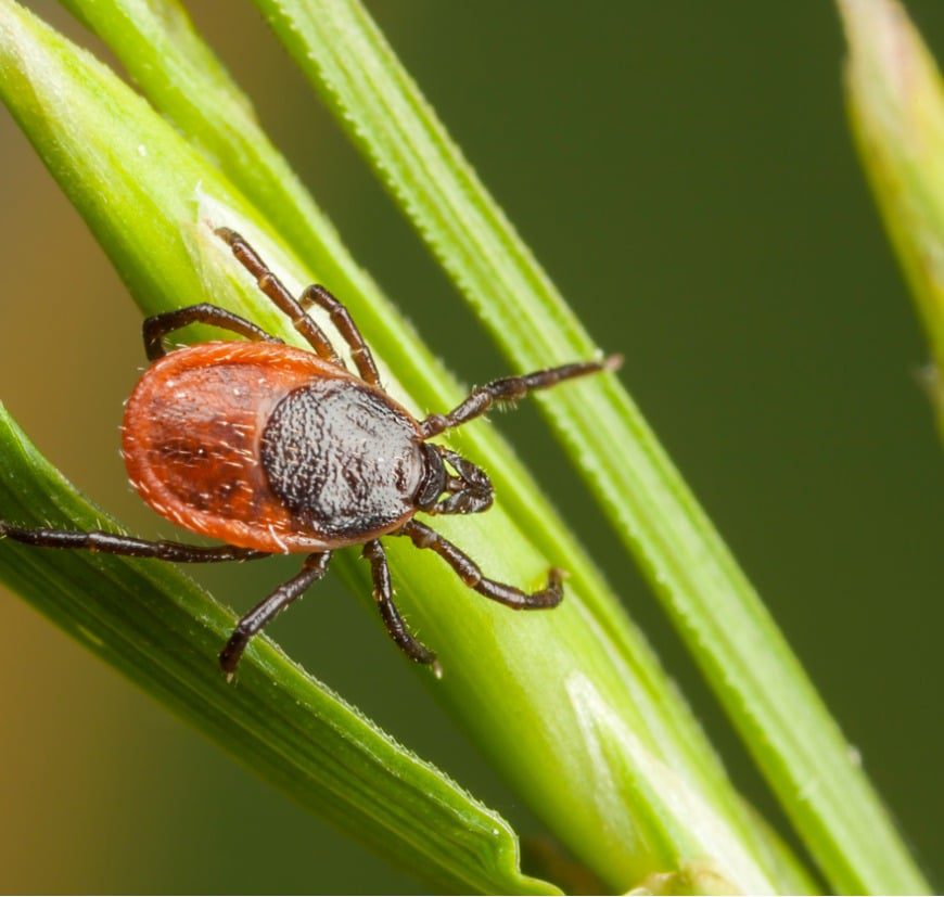 closeup-of-tick-on-a-plant-straw Closeup of tick on a plant