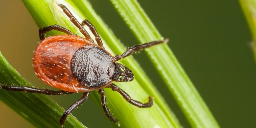 closeup-of-tick-on-a-plant-straw Closeup of tick on a plant